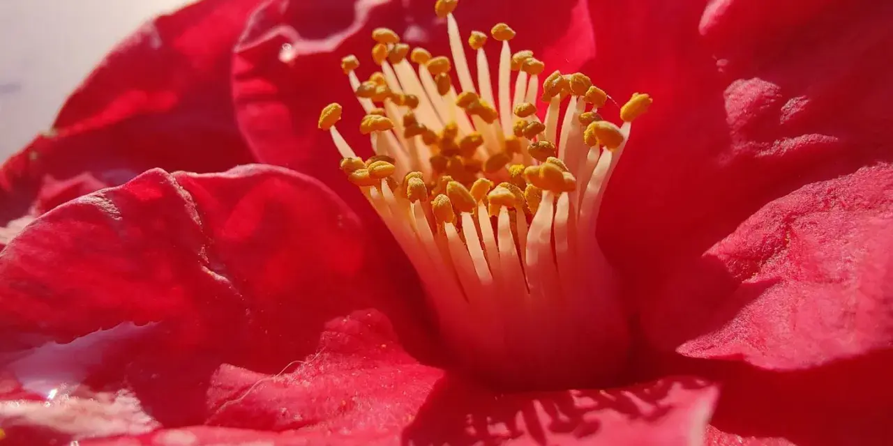 Photo macro smartphone d'un camélia rouge vif, révélant ses étamines jaunes et le velours de ses pétales.