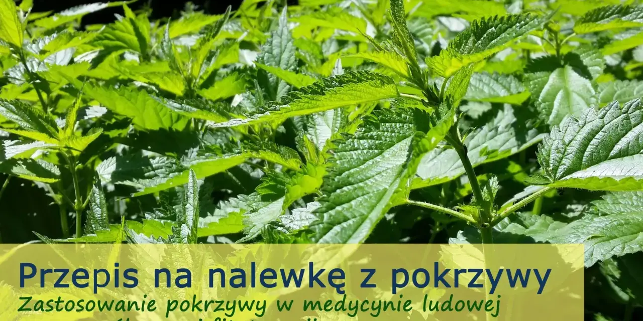 Zielone liście pokrzywy, idealne na nalewkę z pokrzywy na spirytusie. Zastosowanie w medycynie ludowej i fitoterapii.