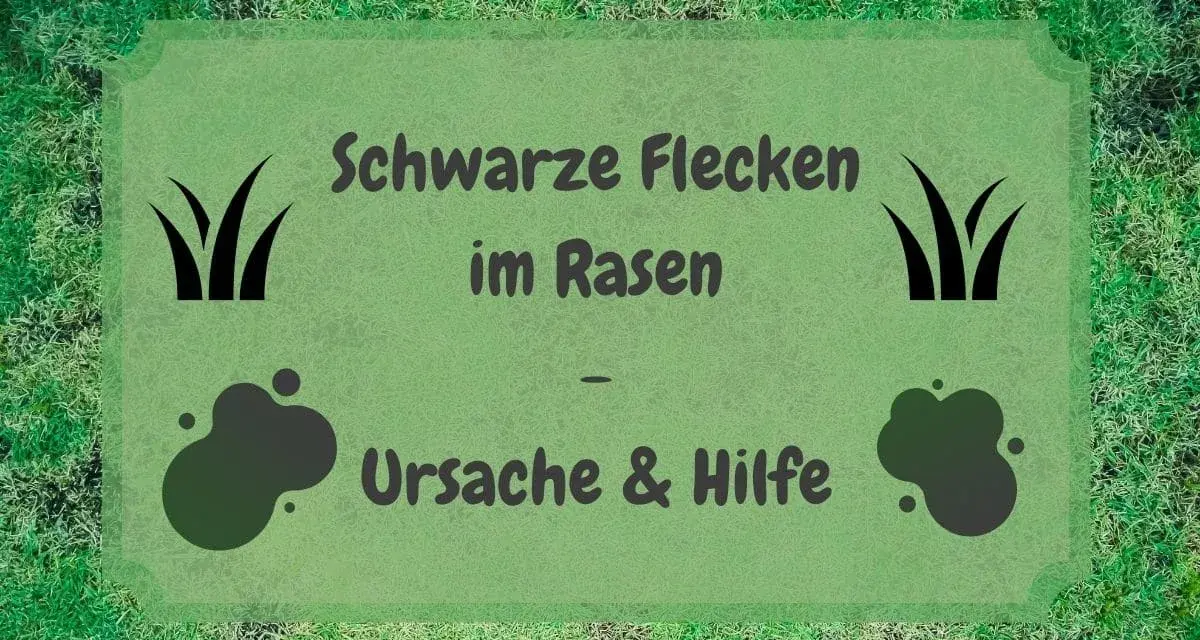 Schwarze Flecken im Rasen? Ursachen und Hilfe für einen gesunden Rasen.