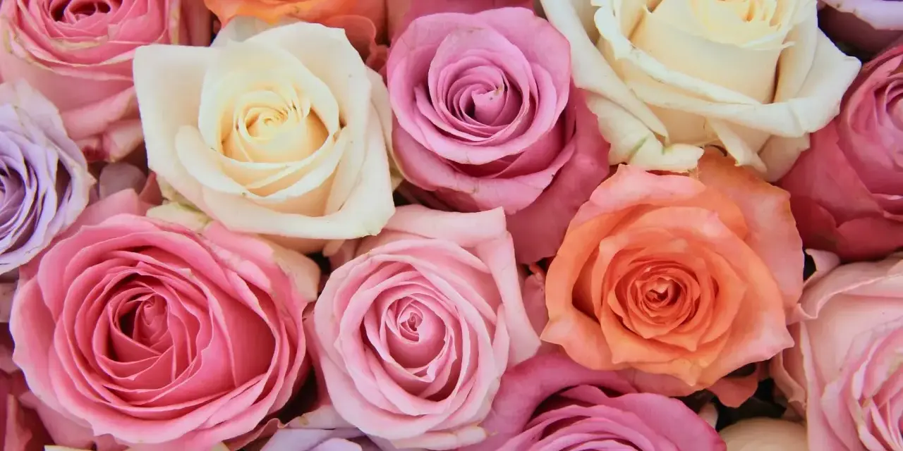 Un ramo de rosas en tonos pastel: rosa, lila, melocotón y crema. Cada color evoca un sentimiento, explorando el significado de los colores de las rosas.