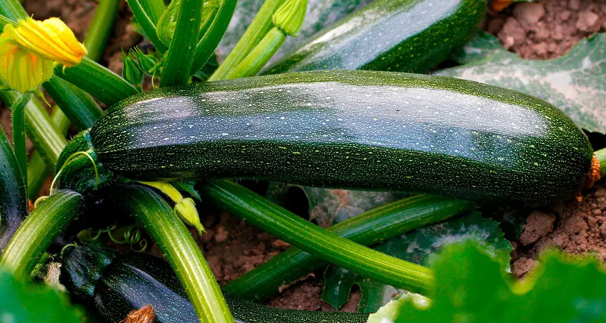 Mörka, glänsande zucchinis växer frodigt i jorden. En gul blomma syns till vänster. En härlig skörd att odla zucchini!