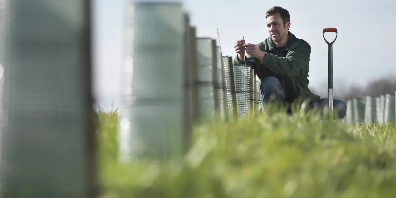 Un perito agrario al lavoro, intento a piantare giovani alberi protetti da guaine.