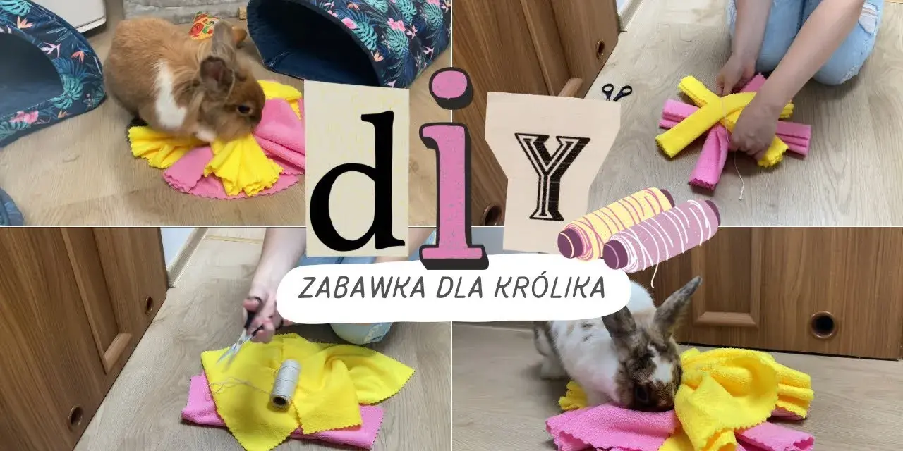 Jak zrobić zabawki dla królika: proste i bezpieczne pomysły DIY