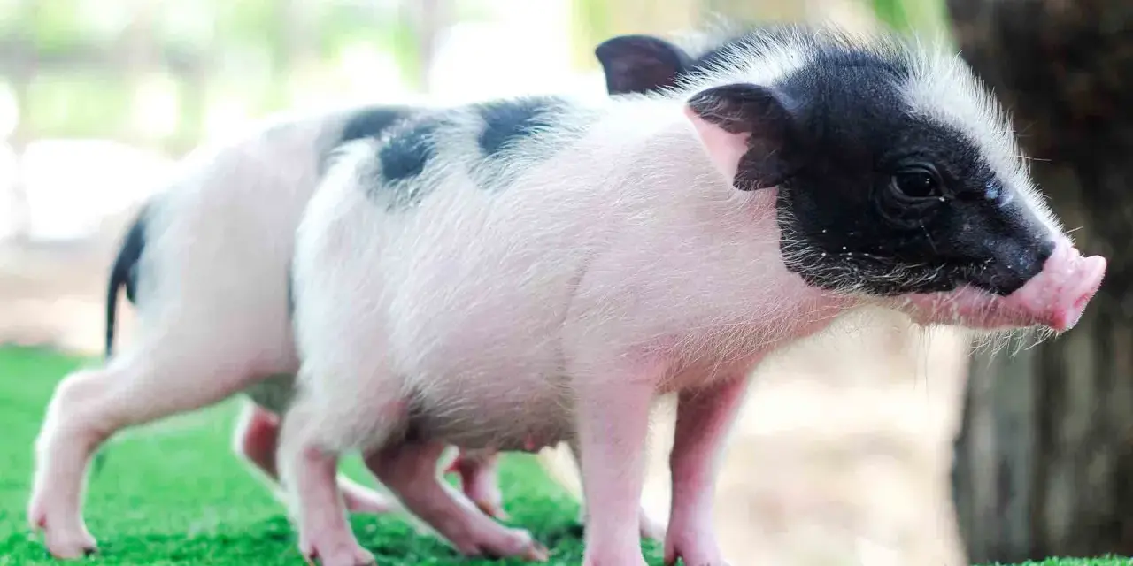 Due adorabili maialini da compagnia, uno con macchie nere sul dorso, giocano sull'erba sintetica.