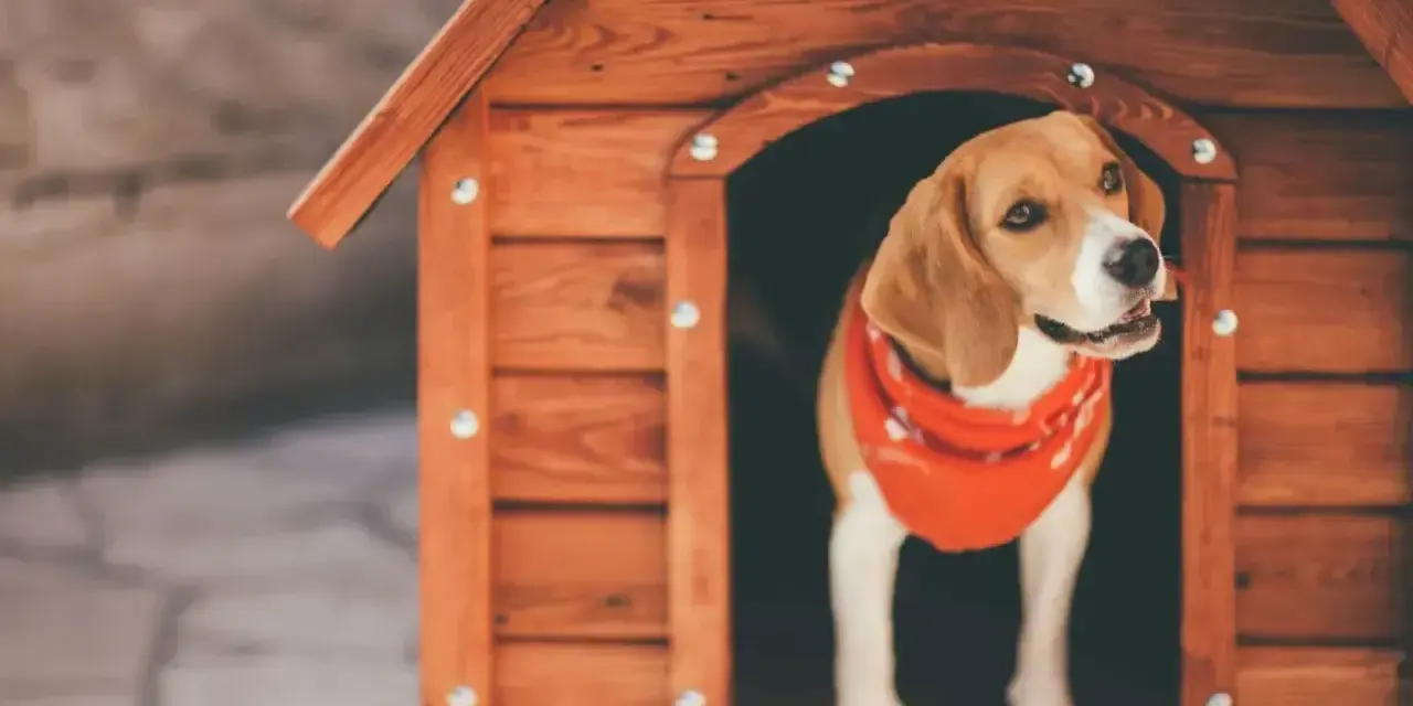 Uroczy beagle w czerwonej bandanie wygląda z nowej, drewnianej budy. To idealny projekt budy dla psa.