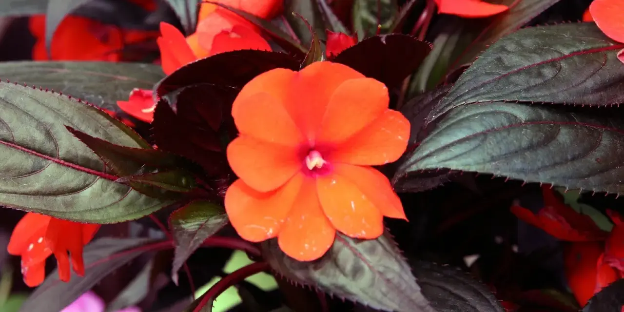 En lycklig lotta blomma i orange, omgiven av mörka blad.