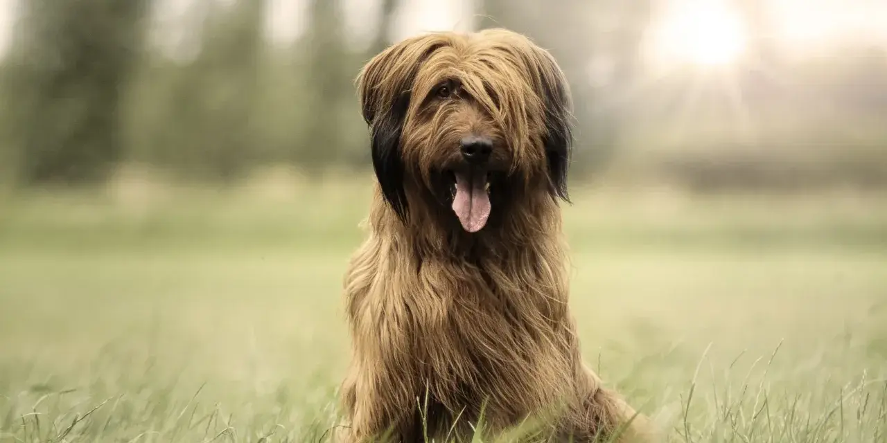 Owczarek francuski briard cena: piękny pies z długą, brązową sierścią siedzi na trawie, z językiem na wierzchu.