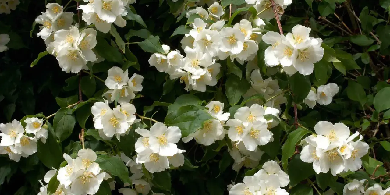En frodig schersmin buske med många vita, doftande blommor och gröna blad.