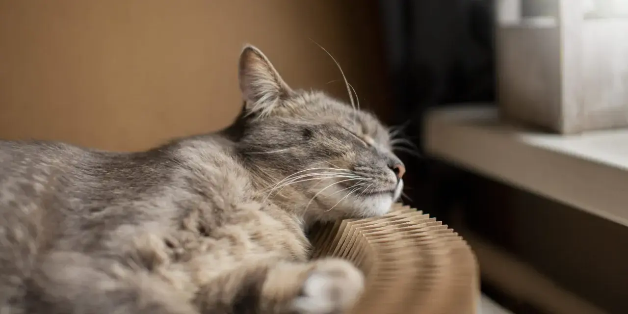 Eine Katze schläft friedlich auf einem Kratzbrett. Die Frage, ob der Vermieter Katzen verbieten darf, beschäftigt viele Tierfreunde.