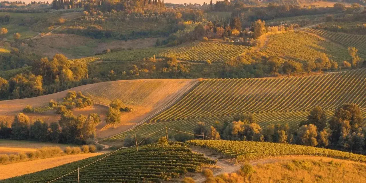 Un viale dei cipressi toscana si snoda tra dolci colline coltivate a vigneti, illuminate dalla luce dorata del tramonto.