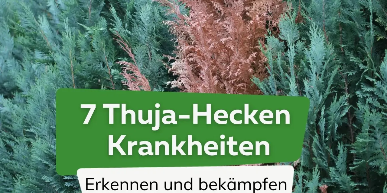 Grüne und braune Thuja-Zweige. Text: "7 Thuja-Hecken Krankheiten. Erkennen und bekämpfen.