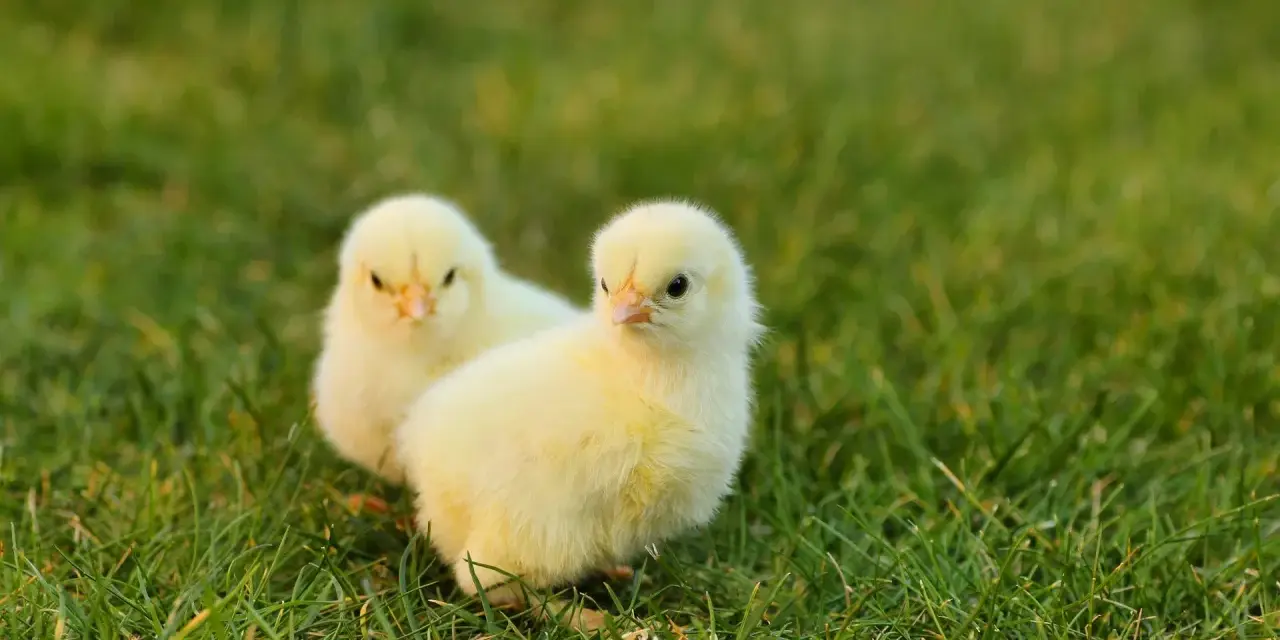 Due pulcini gialli sull'erba. Chissà quanto ci mette un pulcino a diventare gallina, ma questi sembrano pronti a esplorare il mondo.