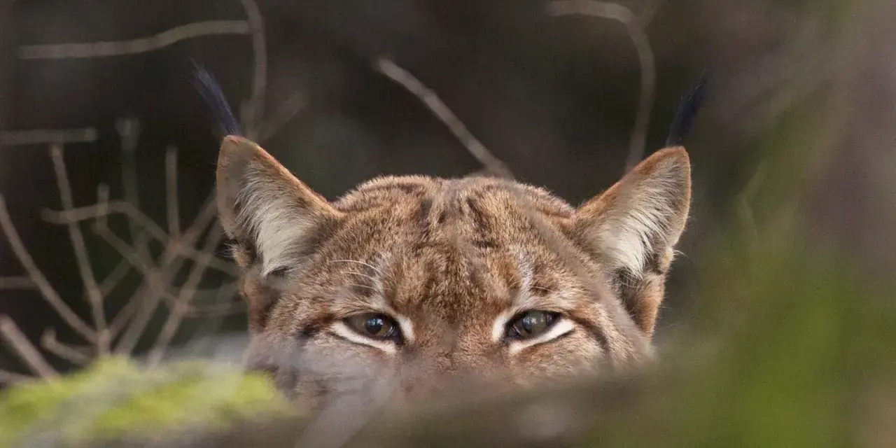 Un lynx aux yeux perçants observe depuis les bois. Un signe d'espoir pour la population de lynx en France.