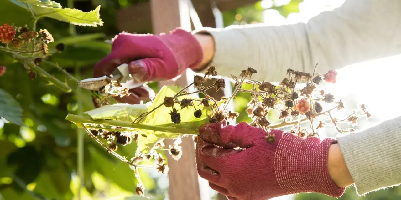 Hände in roten Handschuhen schneiden trockene Himbeerzweige zurück, um Platz für neue Himbeeren zu schaffen.