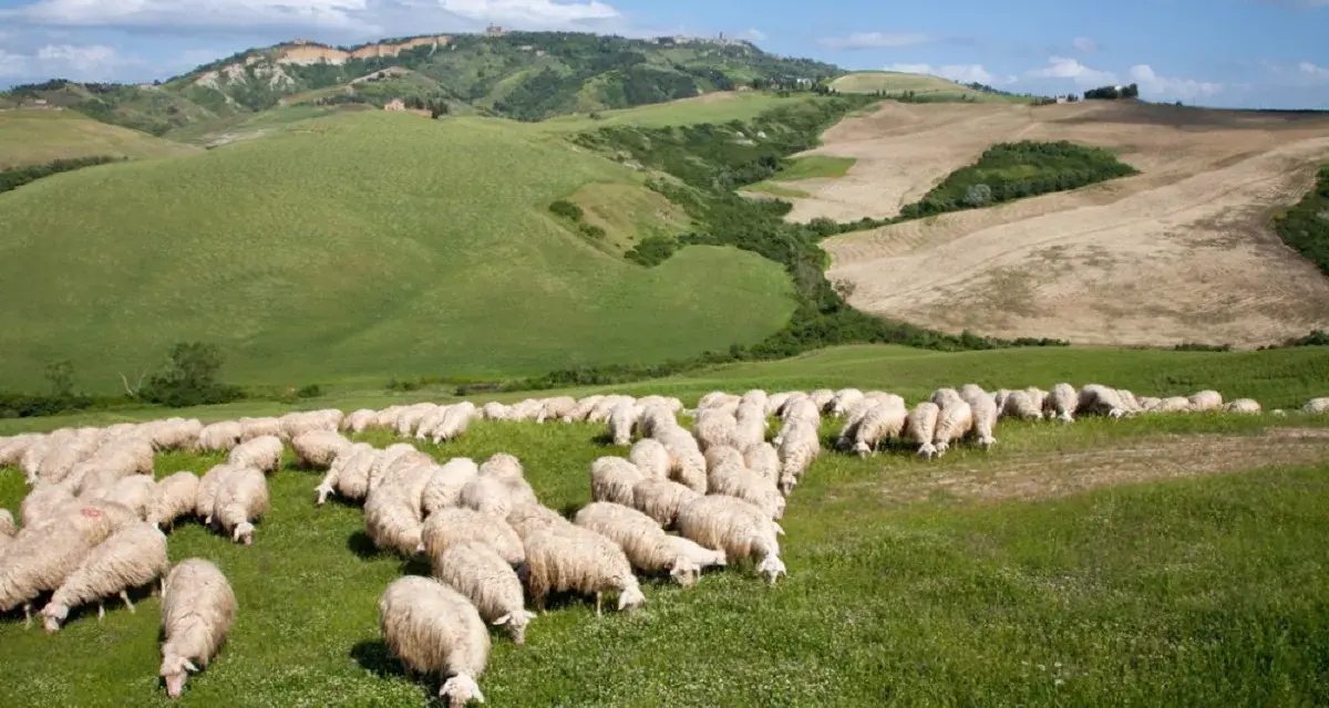 Un gregge di pecore pascola in un prato verde, con dolci colline ondulate e un cielo azzurro sullo sfondo.