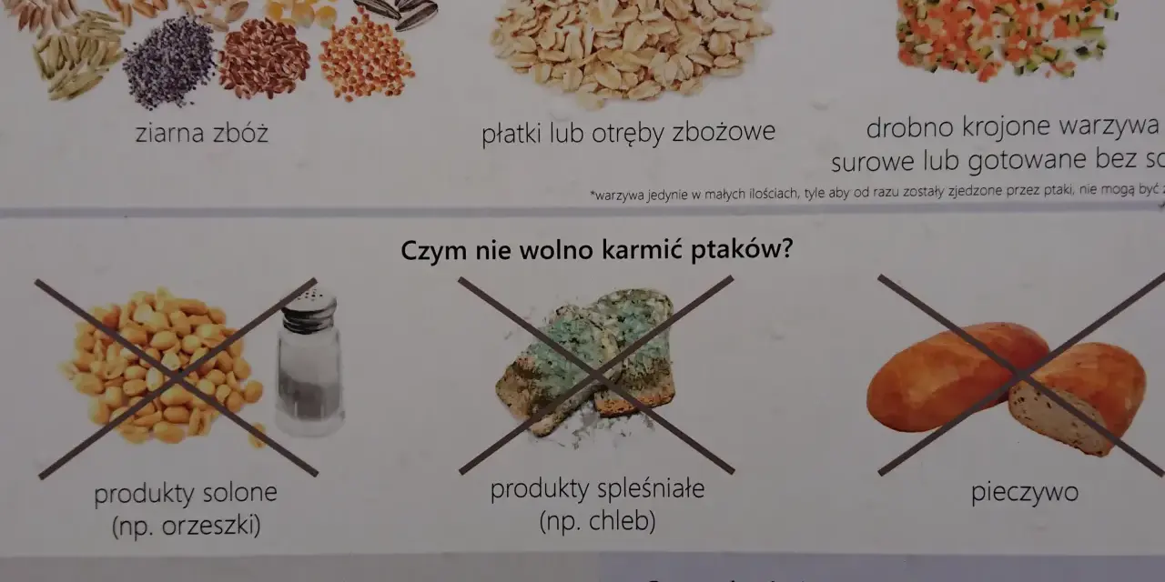 Kaczki jedzą ziarna zbóż, płatki, otręby i drobno krojone warzywa. Nie wolno karmić ich solonymi produktami, spleśniałym chlebem ani pieczywem.