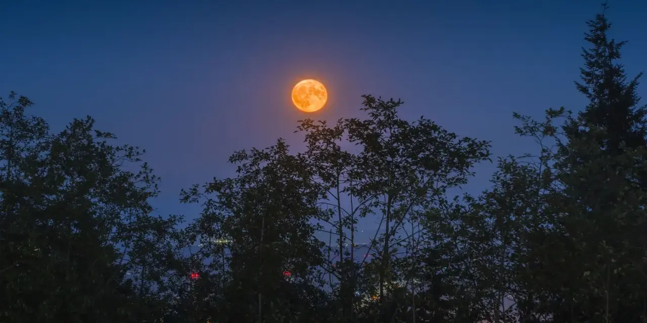 Pomarańczowa pełnia lipiec wschodzi nad ciemnymi drzewami, oświetlając nocne niebo.