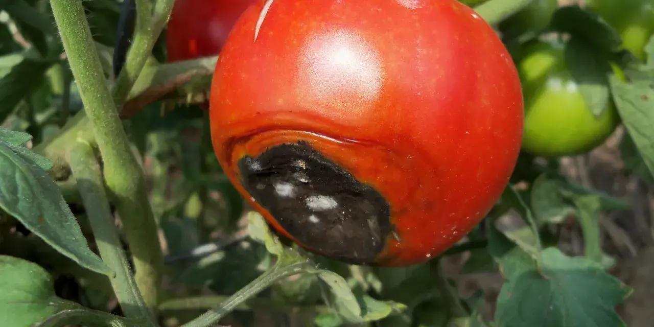 Pomodoro maturo con marciume apicale, una macchia scura e necrotica sul fondo. Altri pomodori verdi e rossi sullo sfondo.