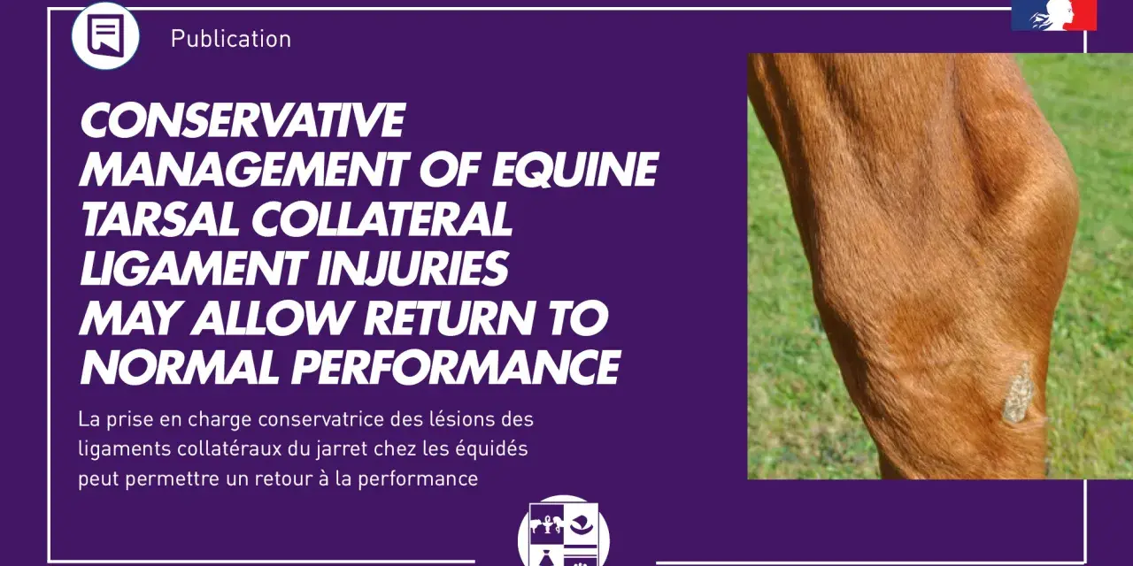 Gros plan sur le jarret d'un cheval, montrant une blessure au ligament. La rééducation ligament suspenseur du boulet est possible.