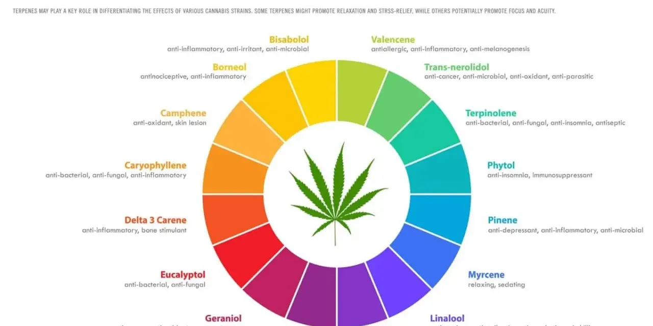 Diagrama circular muestra terpenos naturales de cannabis y sus propiedades: antiinflamatorio, relajante, etc.