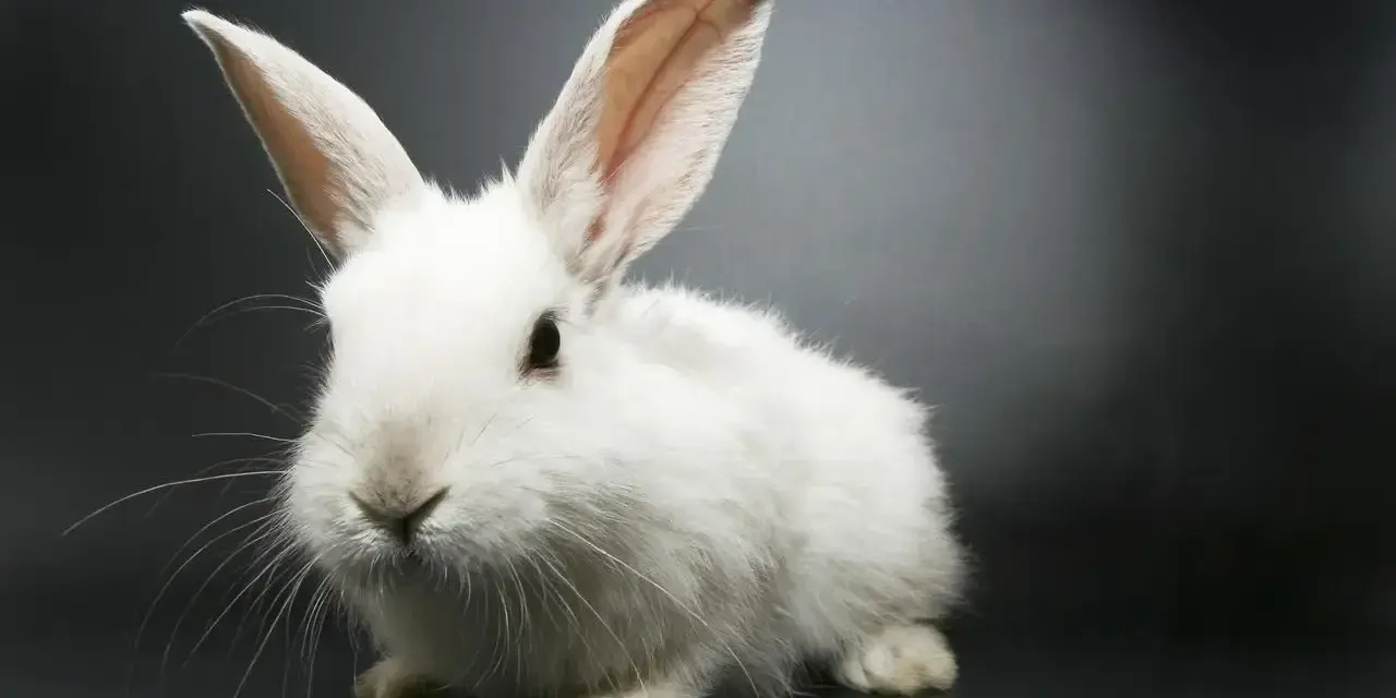 Biały królik, niczym chiński znak szczęścia, siedzi na ciemnym tle. Jego długie uszy i puszyste futerko przyciągają wzrok.