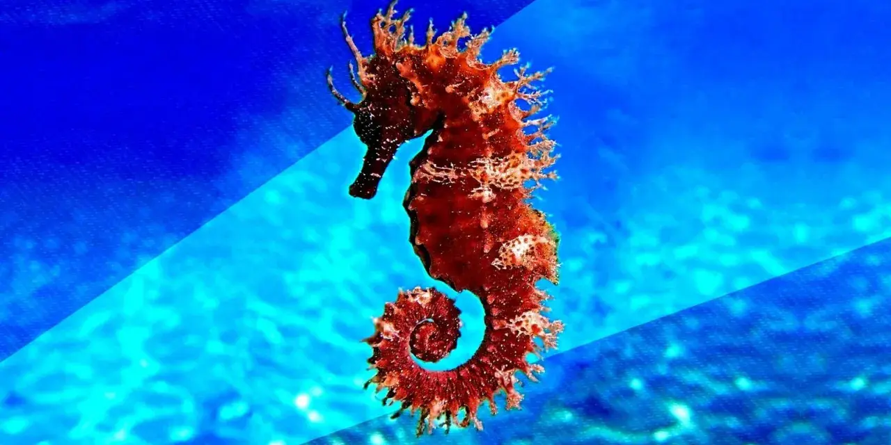 Un majestuoso caballito de mar real, de color rojizo, se enrosca en un fondo azul vibrante, evocando la magia del océano.