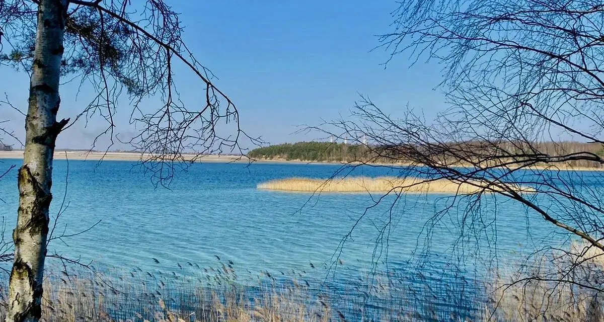 Turkusowe jezioro w Koninie, otoczone trzcinami i nagimi gałęziami drzew, lśni w słońcu.