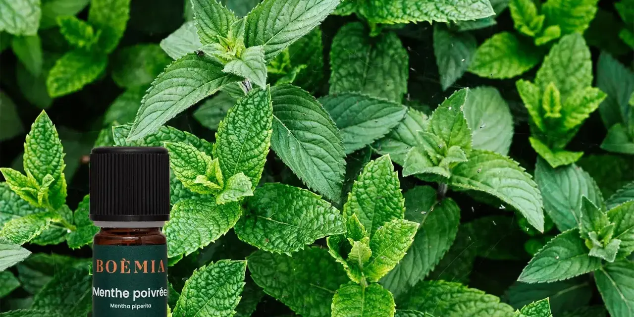 Flacon d'huile essentielle de menthe poivrée, entouré de feuilles de menthe fraîche. Attention, la menthe poivrée peut présenter un danger si mal utilisée.