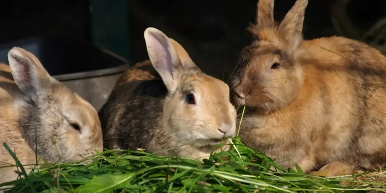 Tre coniglietti mangiano erba fresca. La loro dieta è fondamentale per capire quanto deve mangiare un coniglio.