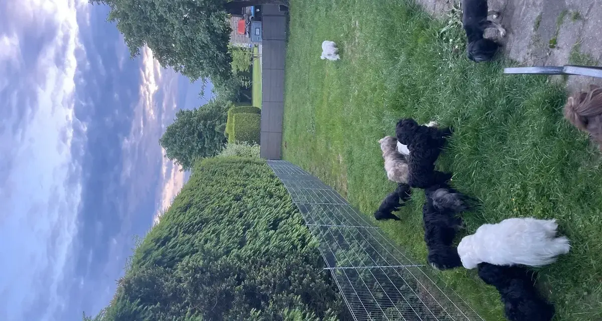 Wesołe maltipoo bawią się na trawie. Dbamy o ich zdrowie, by uniknąć maltipoo chorób.