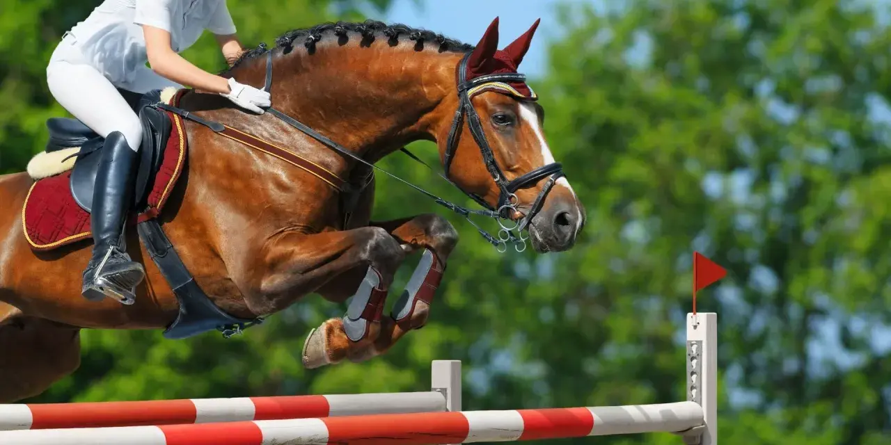 Un cheval brun et son cavalier en tenue blanche exécutent un saut d'obstacles. Le cheval est en plein vol, ses pattes repliées, illustrant le **mécanisme du saut**.