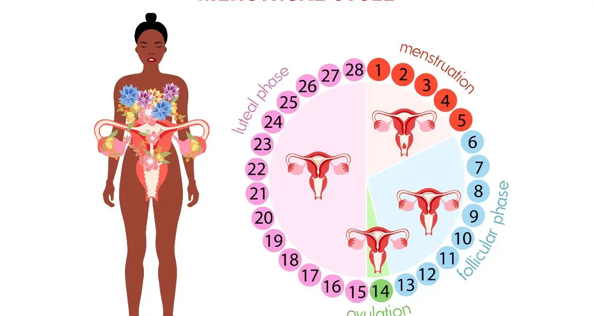 Cykl menstruacyjny: owulacja (dzień 14) to czas, gdy śluz płodny jest najbardziej obfity.