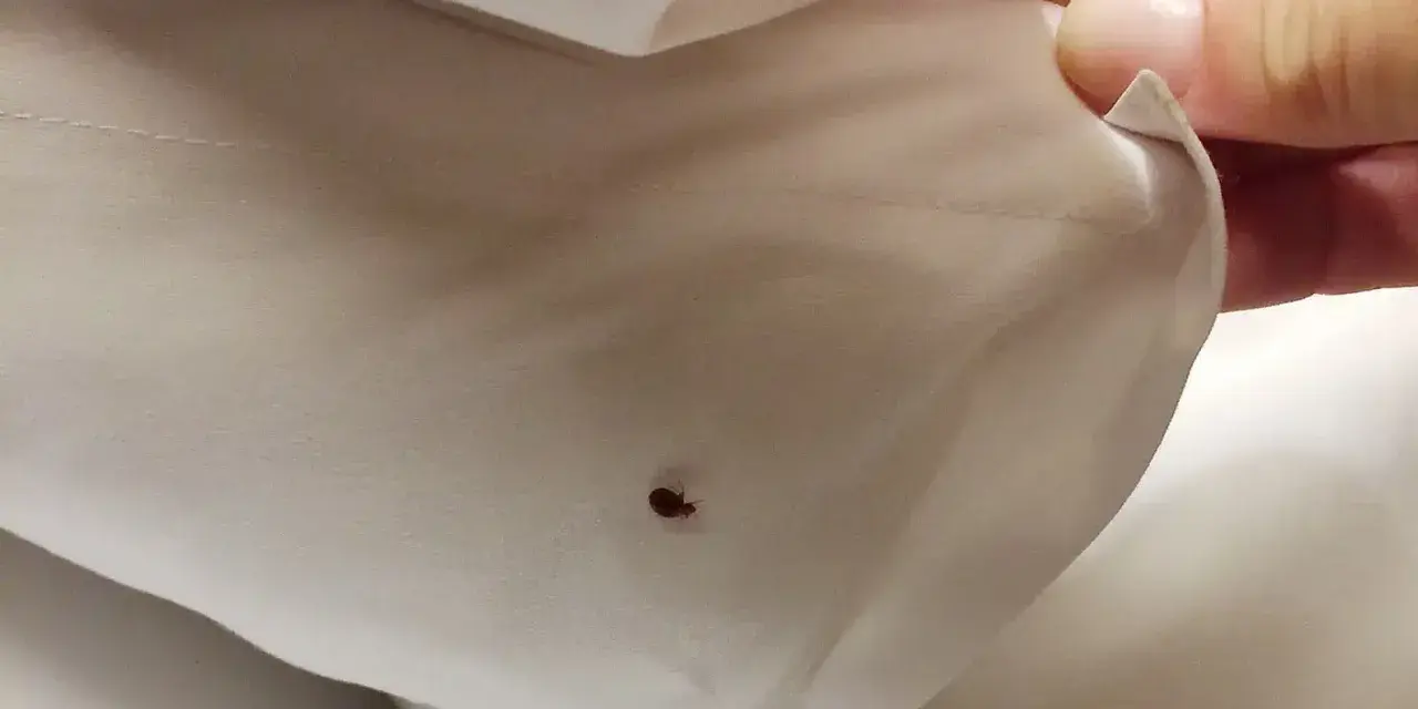 Una chinche en la sábana es una señal clara de cómo saber si hay chinches en mi cama.