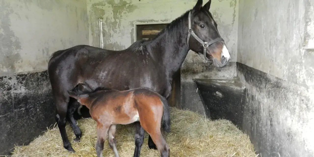 Une jument noire et son poulain brun se tiennent dans une étable sur de la paille. La mère semble surveiller son petit, un moment paisible après la gestation cheval.