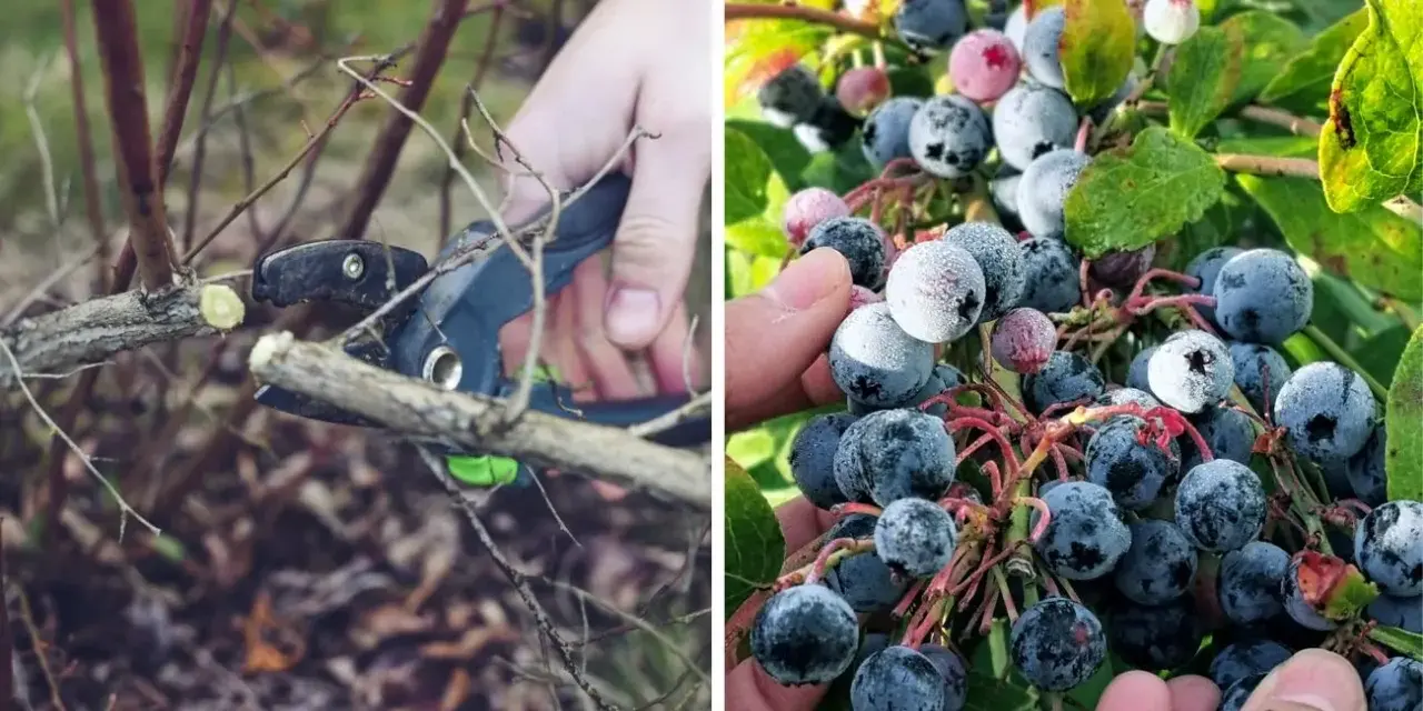 Radykalne cięcie borówki przygotowuje krzew do obfitych plonów. Na zdjęciu widać przycinanie gałęzi i dojrzałe owoce.