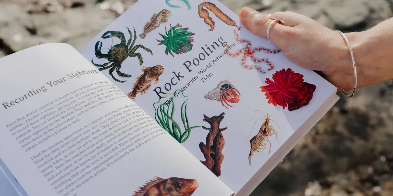 Eine Hand hält ein Buch mit Illustrationen von Meeresbewohnern. Es ist eine traumreise meer in die faszinierende Welt der Gezeiten.