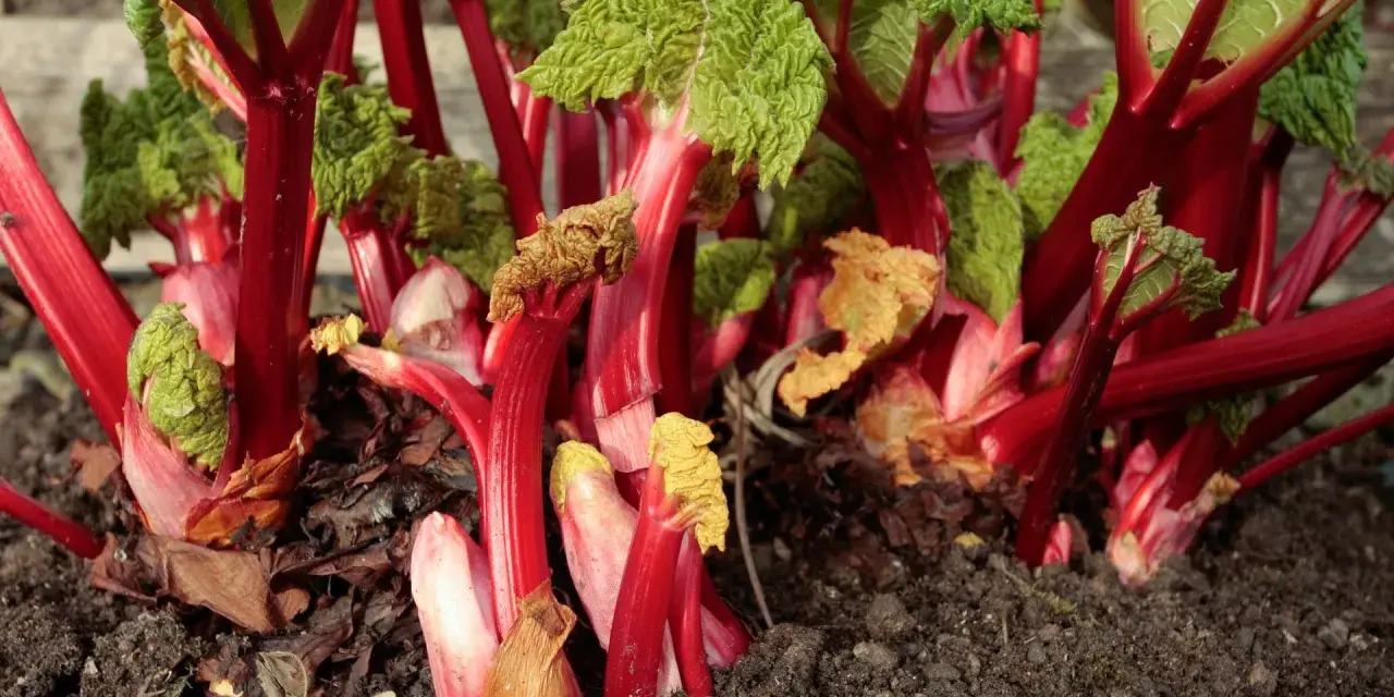 Rhabarber pflanzen im Garten, mit leuchtend roten Stielen und grünen Blättern, bereit für die Ernte.