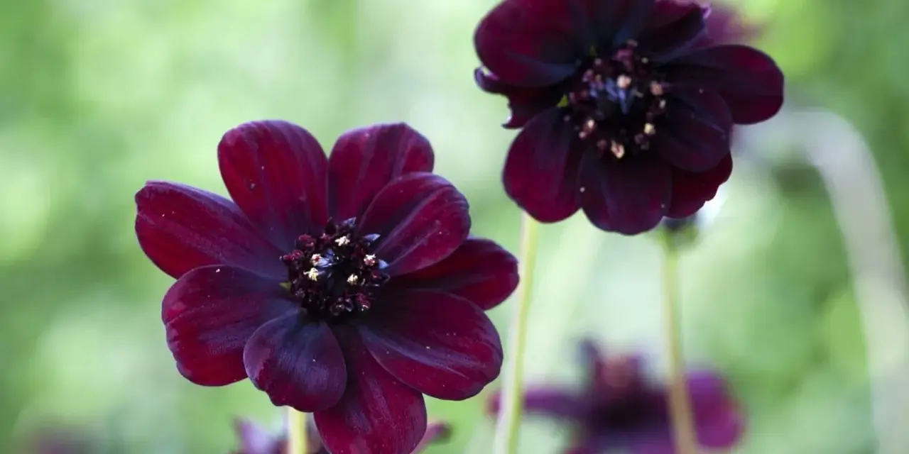 Två mörkröda chokladblommor i kruka med suddig grön bakgrund. Deras sammetslena kronblad och mörka mitt skapar en mystisk känsla.