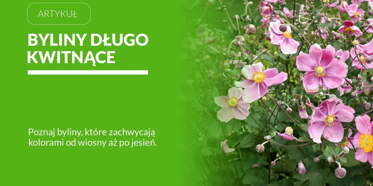 Byliny kwitnące latem, takie jak te delikatne, różowe kwiaty, dodają ogrodowi uroku przez wiele miesięcy.