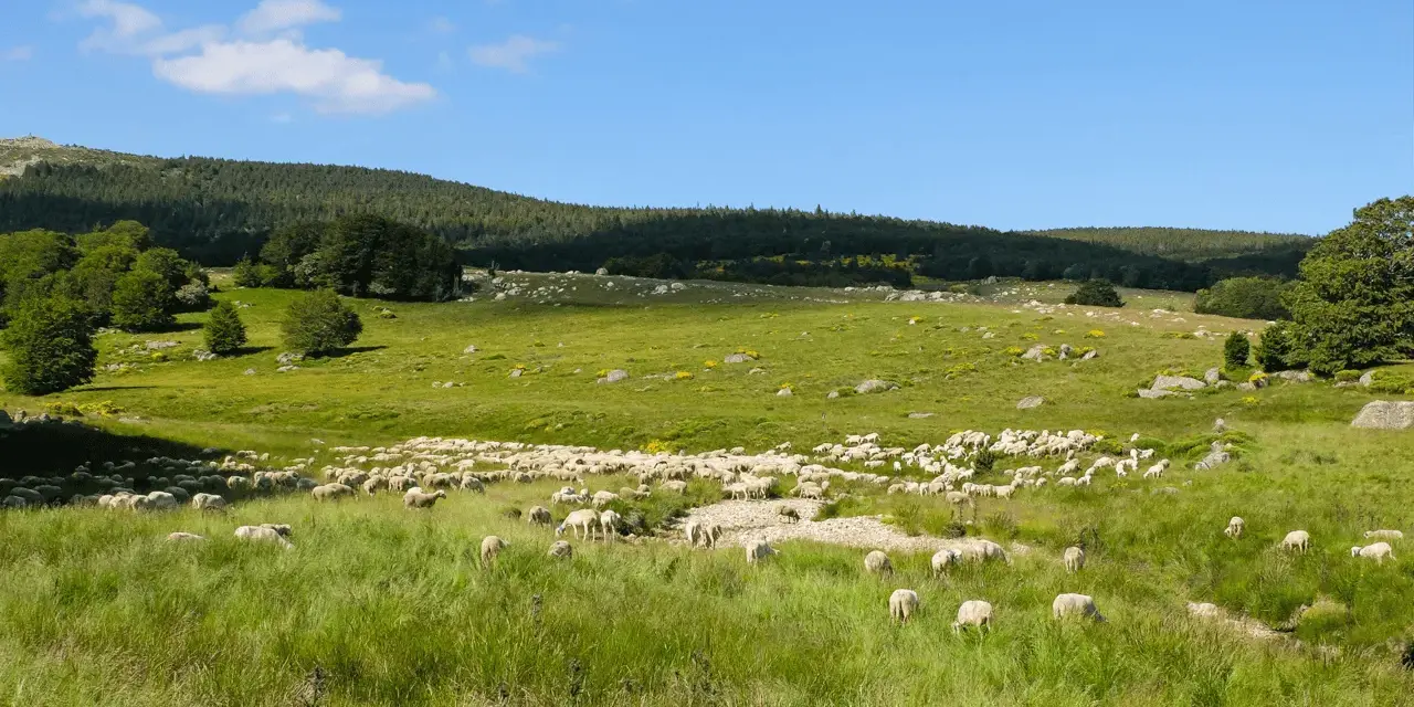 Vaste troupeau de moutons dans une prairie verdoyante, paysage typique du tour du Mont Lozère 3 jours.