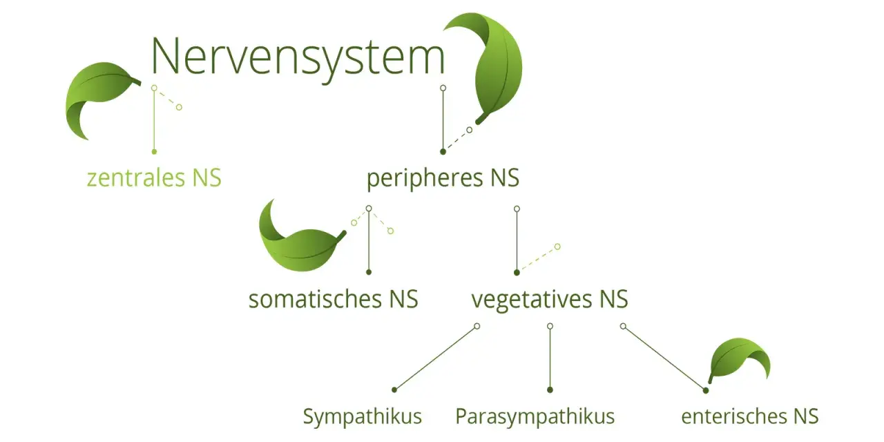 Schema des Nervensystems: zentrales, peripheres, somatisches, vegetatives und enterisches NS mit Sympathikus und Parasympathikus.