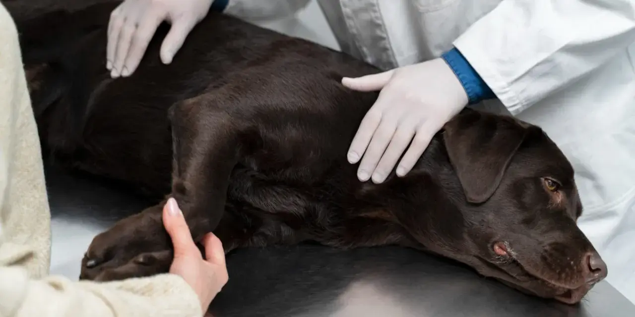 Weterynarz bada brązowego labradora na stole. Rozmowa o tym, kiedy wykastrować psa.
