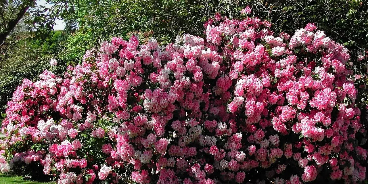 Ein üppiger Rhododendron in Rosa- und Weißtönen blüht im Garten. Die beste Zeit, wann Rhododendron schneiden, ist nach der Blüte.