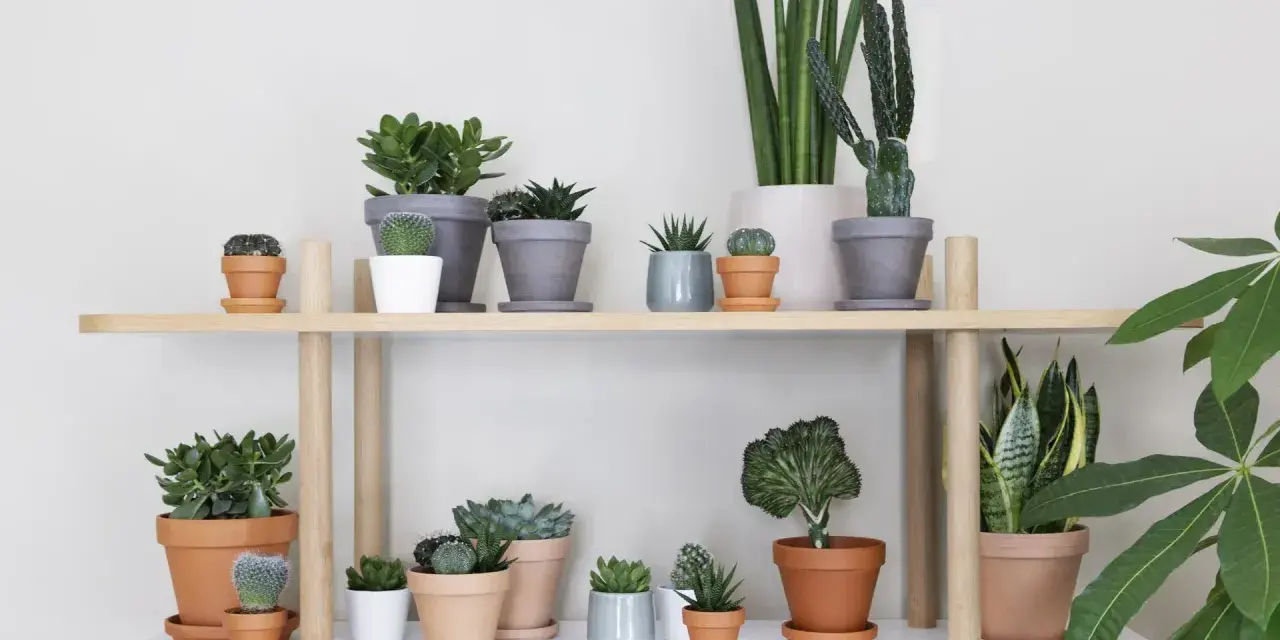 En samling suckulenter och kaktusar på en hylla, en perfekt succulent sorter för hemmet.