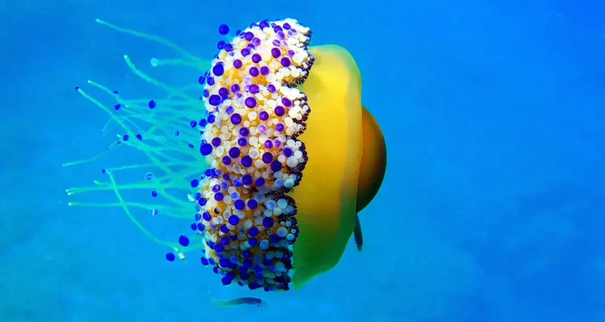 Medusa huevo frito gigante con tentáculos azules y blancos, flotando en el océano azul.