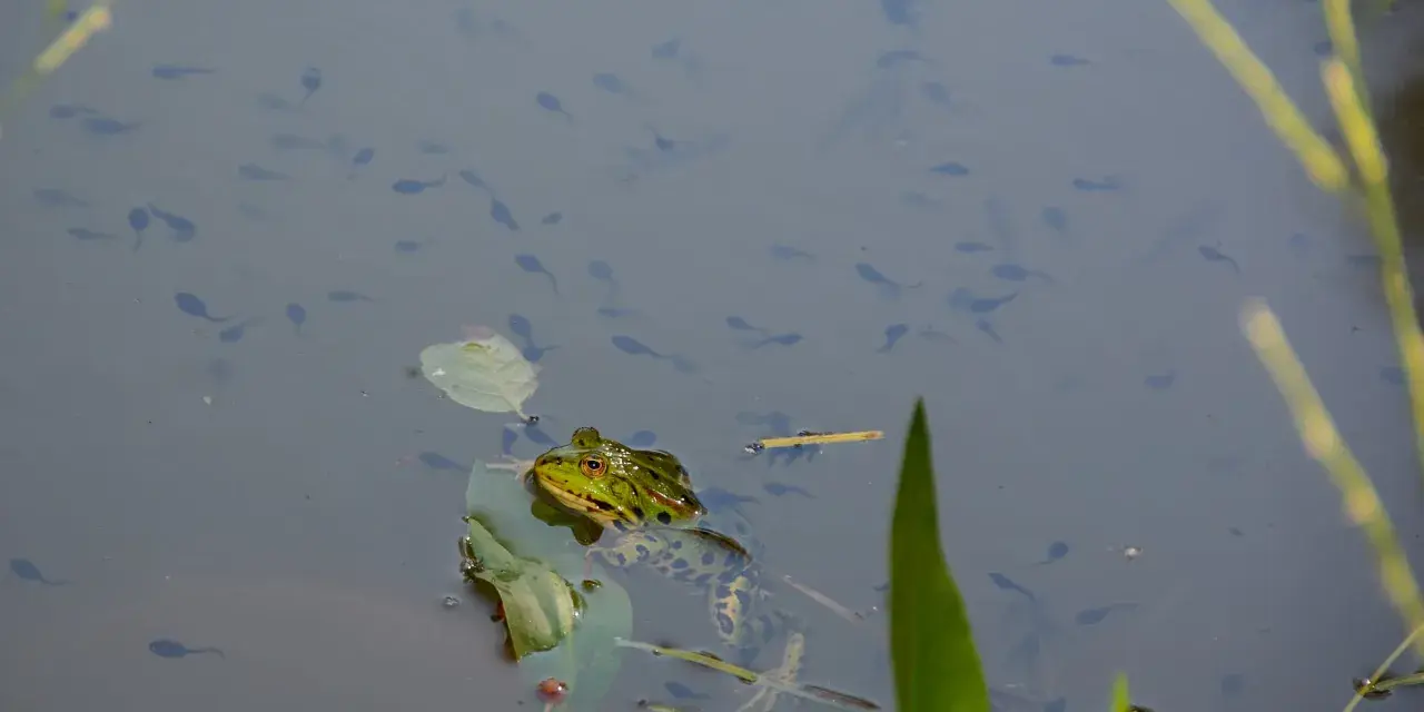Una rana observa a los renacuajos que nadan en el agua. Los renacuajos comen algas y materia vegetal.