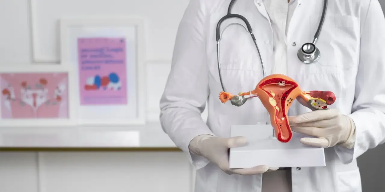 Lekarz prezentuje model narządów rodnych, omawiając grubość endometrium normy.