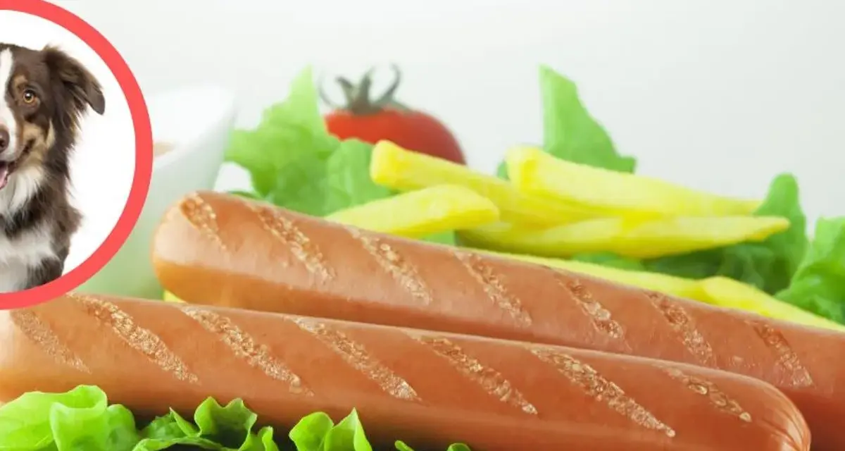 Pies w okręgu obok parówek i frytek.