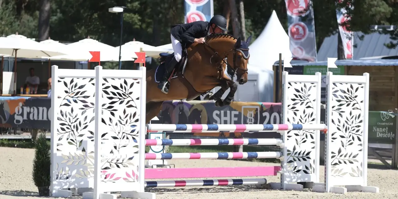 Un cheval de selle français normand saute un obstacle. L'élevage de chevaux de selle français en Normandie est réputé pour la qualité de ses athlètes équestres.
