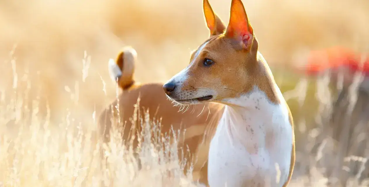 Basenji, jedna z ras pierwotnych psów, w złotym świetle wśród traw.